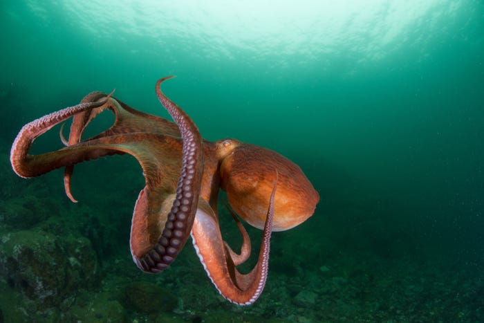 octopus arms vs tentacles